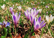 Spettacolo di fiori ai prati della Pigolotta di Valtorta-12apr24  - FOTOGALLERY